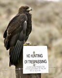 No Hunting – Golden Eagle